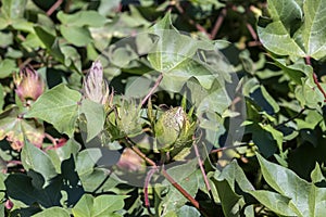 Growing cotton in a field on an autumn, sunny day Greece, Central Macedonia