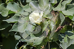 Growing cotton in a field on an autumn, sunny day Greece, Central Macedonia