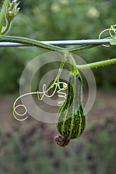 Growing courgette