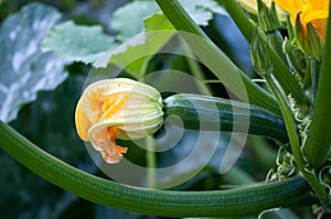 Growing courgette