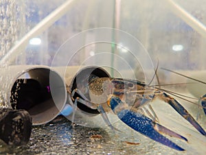 Growing of crayfish. Australian blue crayfish - cherax quadricarinatus in aquarium