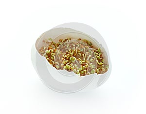 Growing cress salad in egg shell on white background