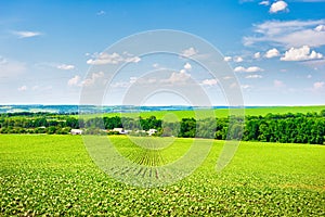 Growing crop on field