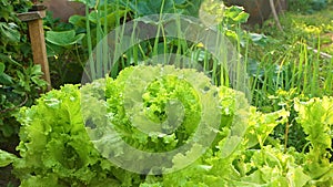 Growing crops for culinary use. Close up of green salad growing in a vegetable garden on a summer day. Healthy spices to the table