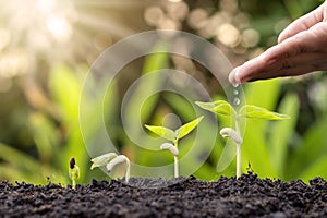 Growing crops on fertile soil and watering plants, including showing stages of plant growth.