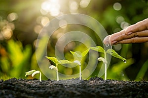 Growing crops on fertile soil and watering plants, including showing stages of plant growth.