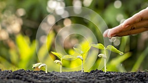 Growing crops on fertile soil and watering plants, including showing stages of plant growth.