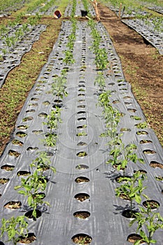 Growing crops/plants in the soil through plastic sheeting