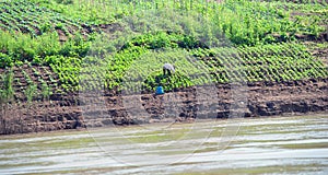 Growing crops on river banks. Mekong River Cruise