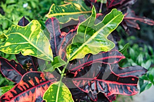 Growing Croton Mammy plant - Codiaeum variegatum- tropical plant with green and yellow and bright and dark red leaves.