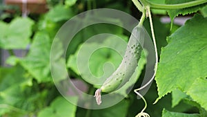 A growing cucumber close-up hangs on a bush in a greenhouse.