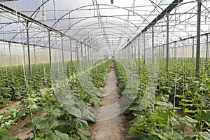 Growing  cucumber in greenhouse farm
