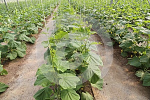 Growing  cucumber in greenhouse farm