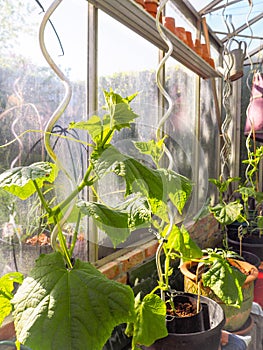 Growing cucumber plants at home in a small greenhouse