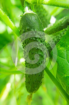 Growing cucumbers in the farm economy. Green vegetable plant in the greenhouse or in the garden