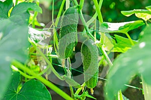 Growing cucumbers in the farm economy. Green vegetable plant in the greenhouse or in the garden