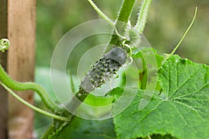 Growing cucumbers in the farm. Green plant