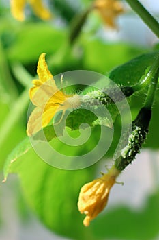 Growing cucumbers, flowering cucumbers, two small cucumber