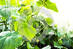 Growing cucumbers in greenhouse. Plant stems, green leaves curl up along ropes upwards. Spring gardening