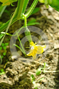 Growing cucumbers in a greenhouse, a small cucumber with a flower in the sun with selective focus