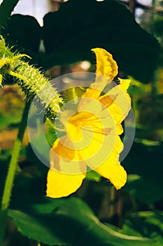 Growing cucumbers in greenhouse. Yellow flower with cucumber bud. Gardening and agriculture.