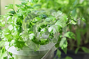 Growing cultivation of seedlings of greens of vitamin parsley in a pot on a window on a windowsill on a balcony