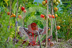 Growing culture , salade and Tomatoes