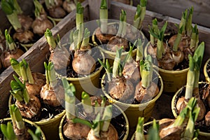 Growing Daffodils in the flowerpots - sping gandening preparations outdoor of the greek garden shop