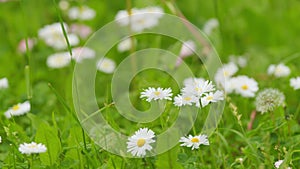 Growing daisies on green blowing background. Flower sway in the wind. Camomille background. Close up.