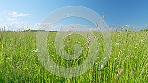 Growing daisies on green blowing background. Flower sway in the wind. Camomille background. Slow motion.