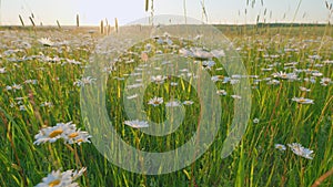 Growing daisies on green blowing background. Flower sway in the wind. Camomille background. Slow motion.