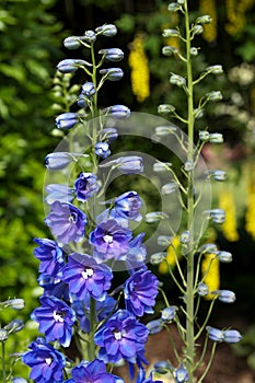 Growing Delphinium