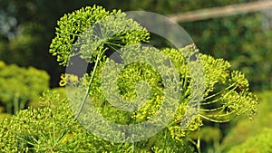 Growing dill on a farmer`s plantation. Dill inflorescence closeup. blooming dill in the summer, spring in the garden.