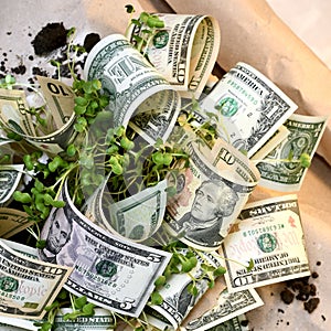 Growing dollar paper bills among the young greenery, through a hole from the ground