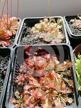 Growing droseras, sundews - carnivorous plants