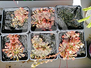 Growing droseras, sundews - carnivorous plants