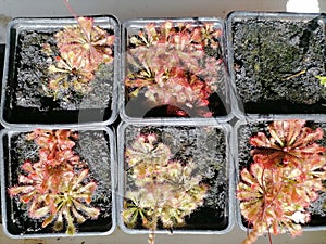 Growing droseras, sundews - carnivorous plants