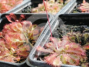 Growing droseras, sundews - carnivorous plants