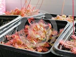 Growing droseras, sundews - carnivorous plants