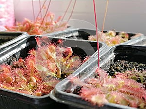 Growing droseras, sundews - carnivorous plants