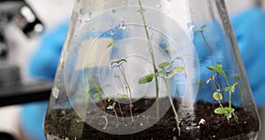 Growing eco green sprouts in laboratory in flask