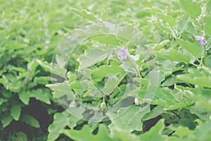 Growing eggplant plant in farm