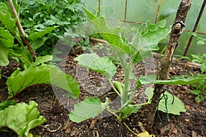 Growing eggplant in raised beds in the backyard. eggplant plant growing. eggplant flower detail