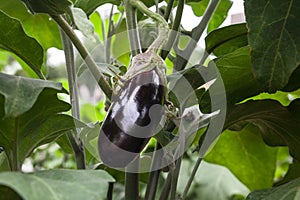 Growing the eggplants aubergine