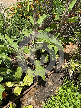 Growing the eggplants aubergine, or Solanum melongena. Ripe fruit in the vegetable garden.