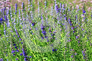 Growing English Lavender, Lavandula angustifolia