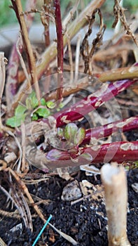 Growing epazote plant