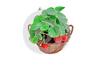 Growing Everbearing Strawberries in the Home Garden