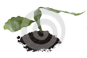 Growing evergreen plant in soil