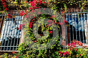 growing on facade with flowers. windows with bars.